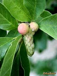 Cockberry